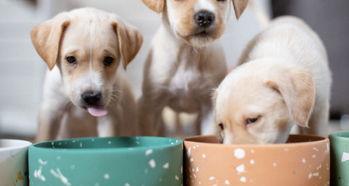 feed-dog feed-dog